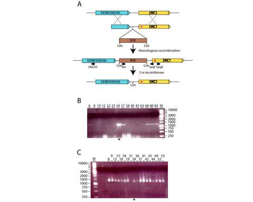 女性月经期正常是几天排卵