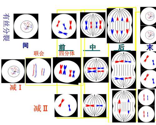 北京代孕公司哪家便宜|聊城供卵机构（济宁供卵试管）