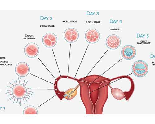 北京最大试管代孕医院,【焦点】北京试管公司