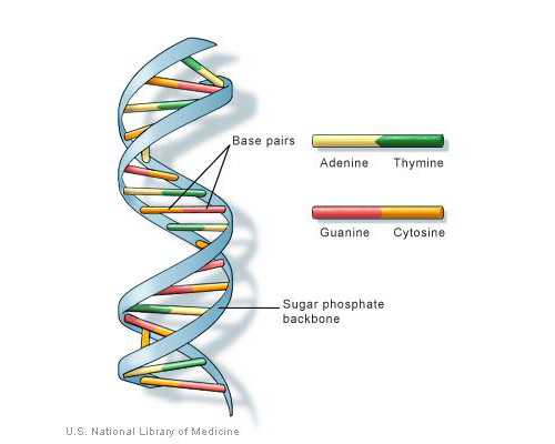 代怀产子_三代试管多少钱,试管婴儿降调能减肥吗？专家给予否定回答_属虎的女