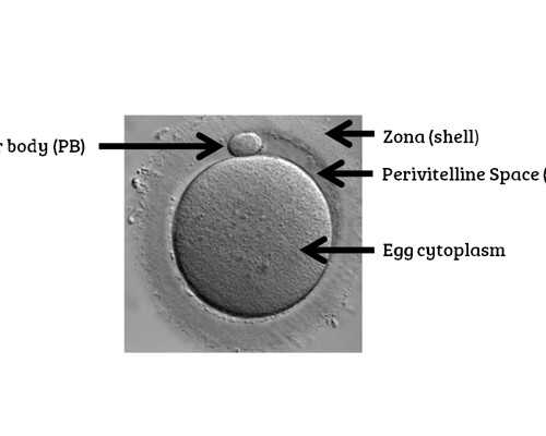 北京专业医疗代孕,北京试管哪个医院成功率最高北京哪个医院试管最好的医院