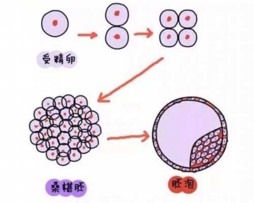 (a)代孕小孩多少钱,广州供卵试管机构:广西做第三代试管的医院有哪些?哪里