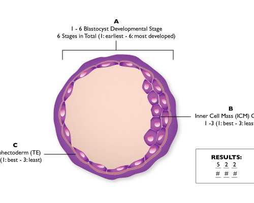 什么叫借卵生子_365助孕联系电话,2026年泰国试管婴儿多少天可以做好_上海供卵