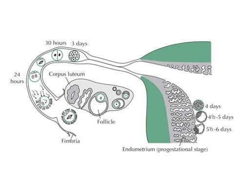 北京借卵代孕能接受吗|济南供卵试管套餐,孕期无忧孕期嗨皮
