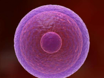 正规的供卵医院_供卵生子_导致试管胚胎不受精卵着床的要素